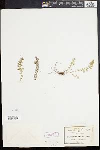 Asplenium exiguum image