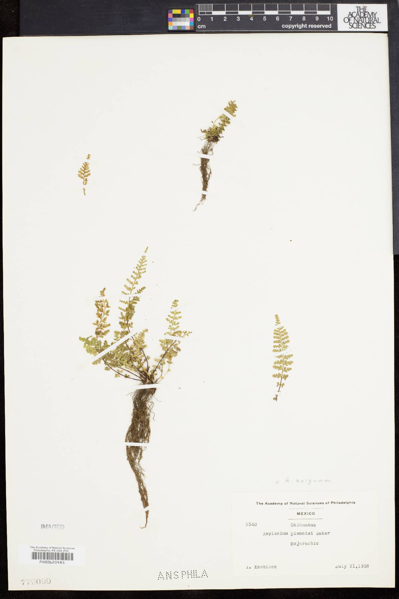 Asplenium exiguum image