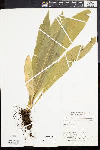 Asplenium feei image