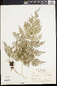 Media resource of Athyrium ferulaceum