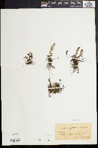 Asplenium fibrillosum image