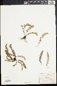 Asplenium fibrillosum image