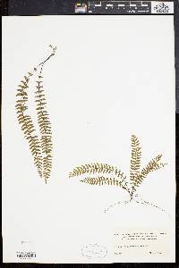 Asplenium formosum image