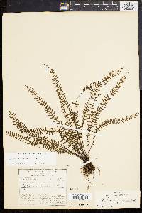 Asplenium formosum image