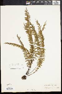 Asplenium formosum image