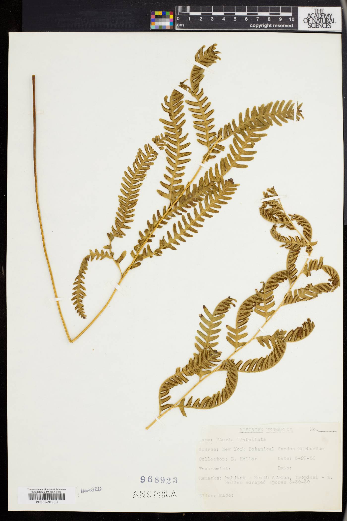 Pteris flabellata image