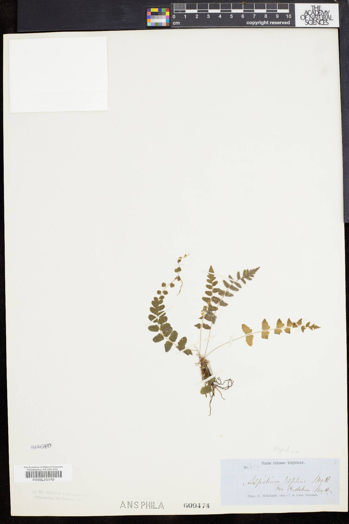 Aspidium reptans image