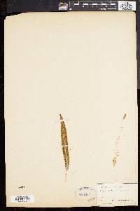 Deparia lancea image