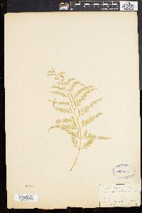Asplenium flaccidum image