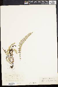 Asplenium blepharodes image
