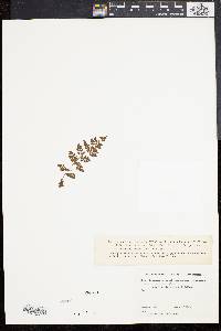 Asplenium fontanum image