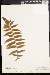 Diplazium esculentum image