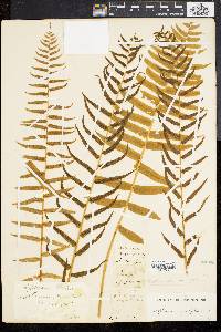 Athyrium pycnocarpon image
