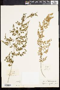 Asplenium cuneatum image