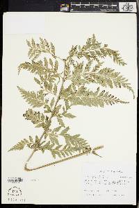 Asplenium bulbiferum image