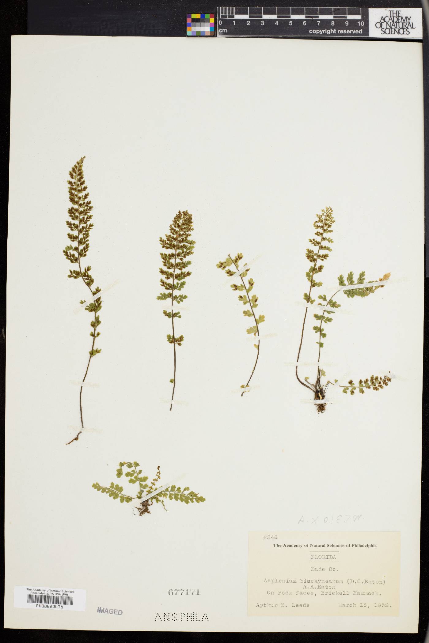 Asplenium biscayneanum image