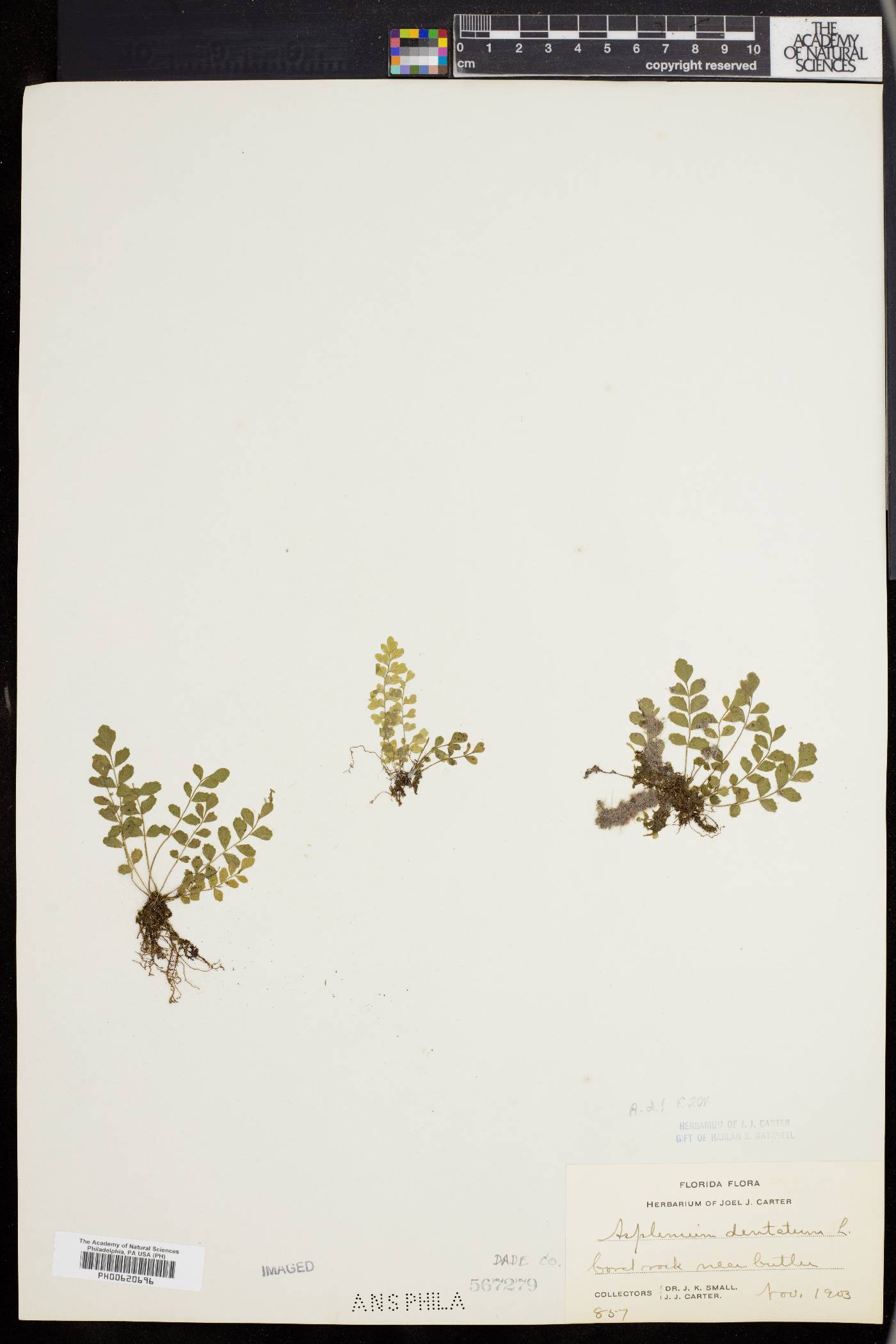 Asplenium dentatum image