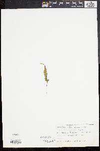 Asplenium pinnatifidum image