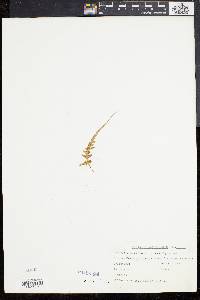 Asplenium pinnatifidum image