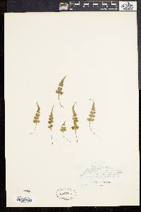 Asplenium pinnatifidum image