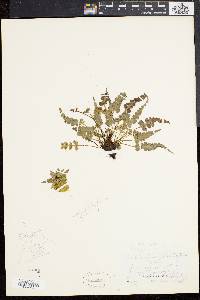 Asplenium pinnatifidum image