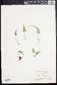 Asplenium pinnatifidum image