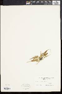 Asplenium pinnatifidum image