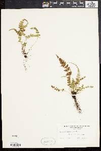 Asplenium pinnatifidum image
