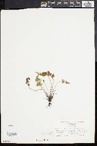 Asplenium pinnatifidum image