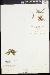 Asplenium pinnatifidum image