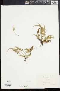 Asplenium pinnatifidum image
