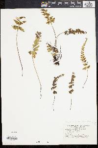 Asplenium pinnatifidum image