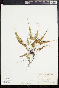 Asplenium pinnatifidum image