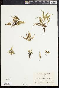 Asplenium pinnatifidum image