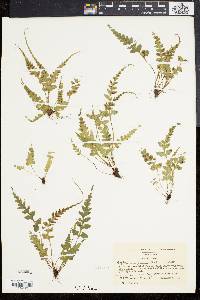 Asplenium pinnatifidum image
