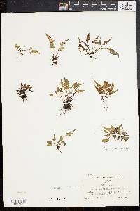 Asplenium pinnatifidum image