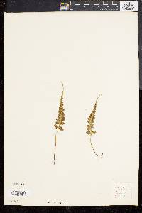 Asplenium pinnatifidum image