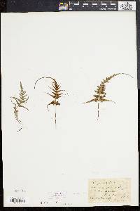 Asplenium pinnatifidum image
