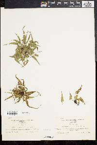 Asplenium pinnatifidum image