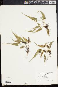 Asplenium pinnatifidum image