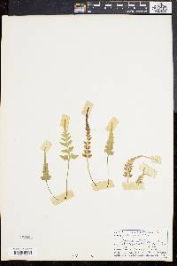 Asplenium pinnatifidum image