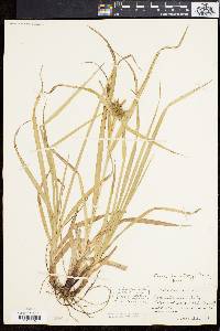 Carex grayi image