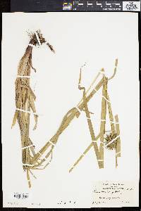 Carex grayi image