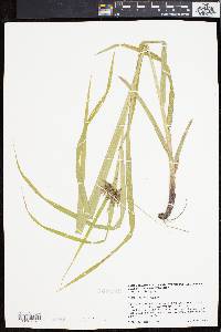 Carex grayi image