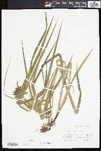 Carex grayi image