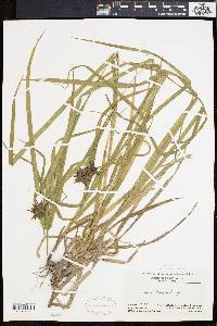 Carex grayi image