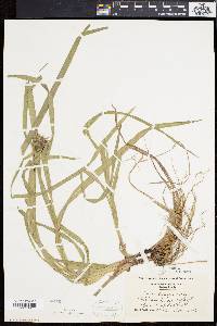Carex grayi image