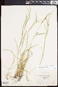 Carex grisea image