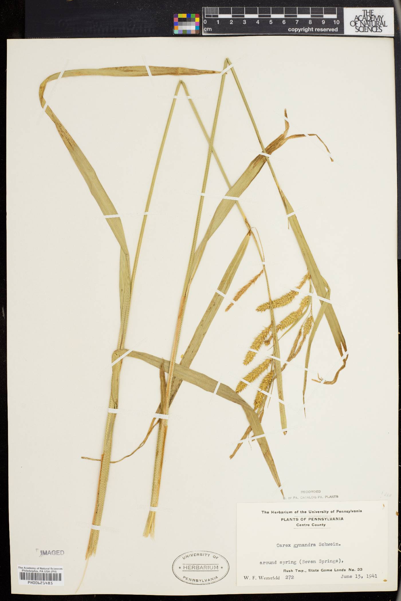 Carex gynandra image