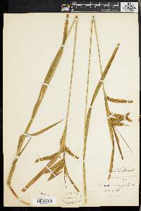 Carex gynandra image